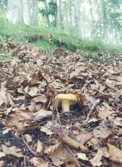 Milchbrätling in Waldlandschaft; Foto Martin 18.7.25