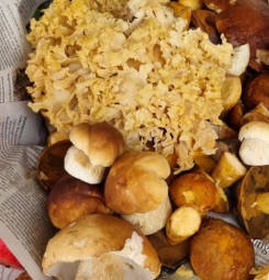 Mischpilze 1; Foto Bodo 20.10.25