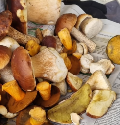 Mischpilze 2; Foto Bodo 20.10.25