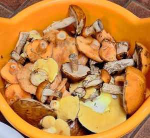 Rotklappen, Butterpilze, Fichtenreizker; Foto Mario 9.10.25