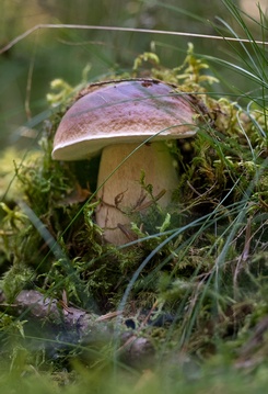 Mittelgroßer Fichtensteinpilz; Foto Heiko 12.10.23