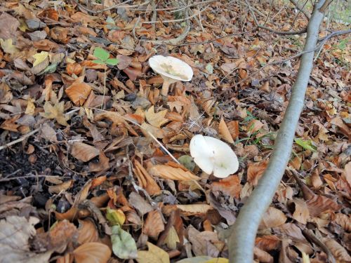 Mönchsköpfe; Foto Gisela 13.11.25