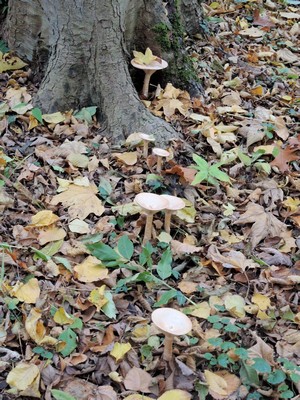 Mönchsköpfe in typischer Aufreihung; Foto Gisela 7.11.23