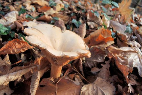 Mönchskopf; Foto Gisela 13.11.25