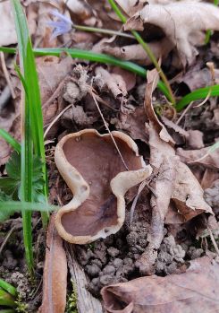 Morchelbecherling; Foto Friederike 23.3.25