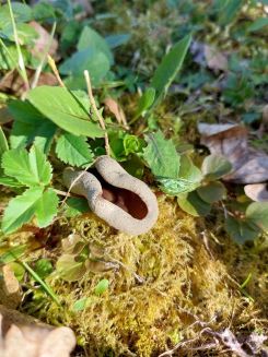 Morchelbecherling; Foto Matthias 5.4.25