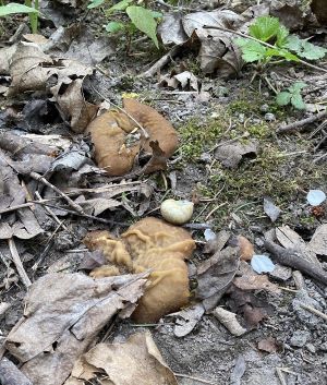 Morchelbecherlinge; Foto Christian 18.4.25 Morchelbecherlinge; Foto Christian 18.4.25