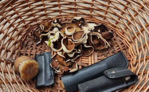 Korb mit Morchelbecherlingen; Foto Friederike 23.3.25
