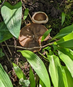 Morchelbecherlinge Kersten 28.3.23