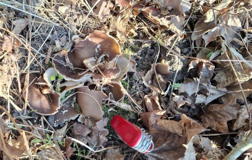 Morchelbecherlinge und Taschenmesser; Foto Miguel 18.3.26
