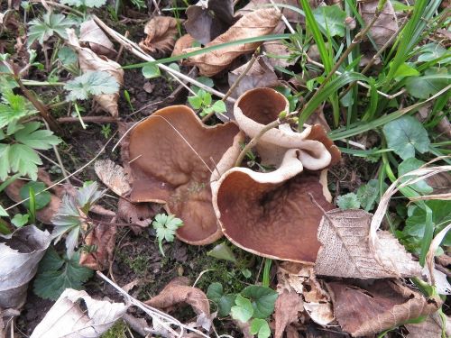 Morchelbecherlinge im Wald; Foto Michael 25.3.25