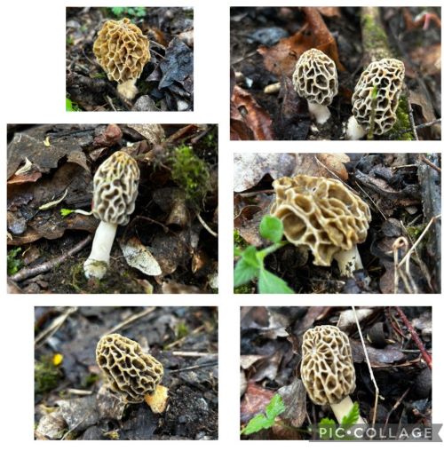 Collge mit Speisemorcheln; 6 Fotos Armin 19.4.25