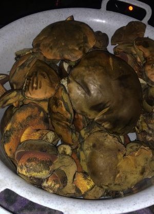 Ein Batzen Netzstieliger Hexenröhrlinge; Foto Carola 3.8.25