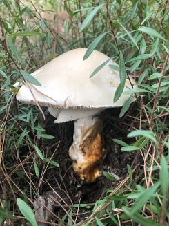 Ockerscheidiger Eierwulstling; Foto Achim 30.11.25