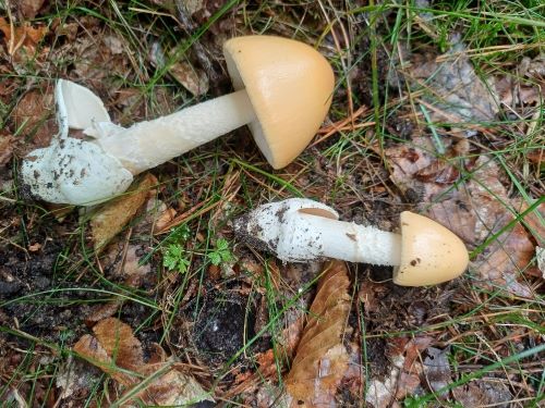 Orangeroter Scheidenstreiflinge; Foto Heidrun 7.8.25