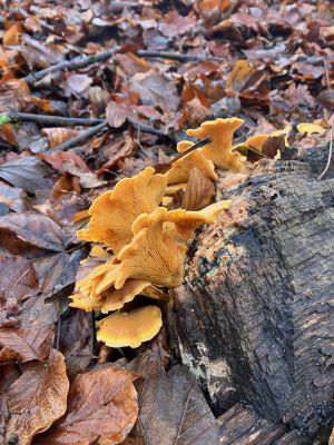 Orangeseitlinge 1; Foto Andreas 24.12.24