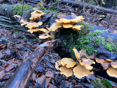 Orangeseitlinge 2; Foto Andreas 24.12.24