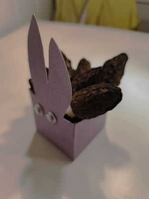 Osterspitzmorcheln; Foto Philipp 19.4.25