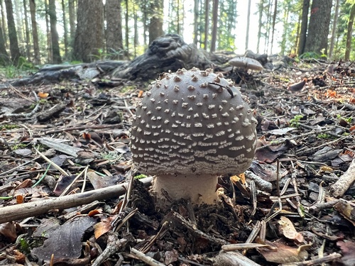 Ein Bilderbuch-Pantherpilz, sehr giftig; Foto Heiko 15.9.23