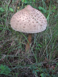 Parasol; Foto Gisela 2.8.25