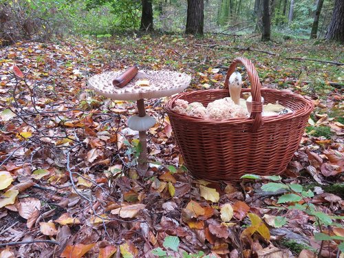 Parasol Korb Michael 18.10.22