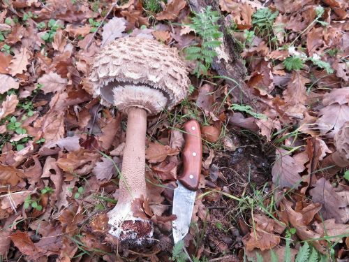 Großer Parasol; Foto Michael 7.11.25