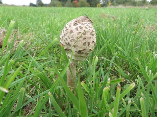 Parasol; Foto Michael 13.10.25
