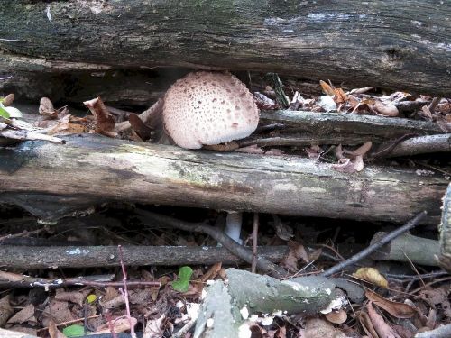 Eingezwängter Parasol; Foto Michael 12.10.25
