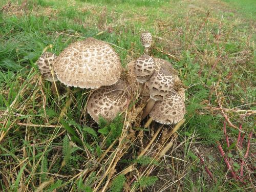 Gruppe Parasole; Foto  Michael 30.10.25