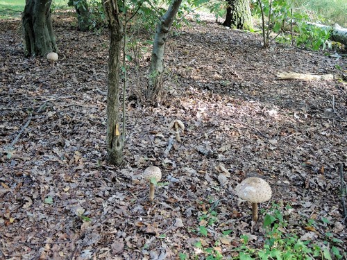 Parasole im Wald am Silbersee bei Langenhagen; Foto © Gisela 25.9.23