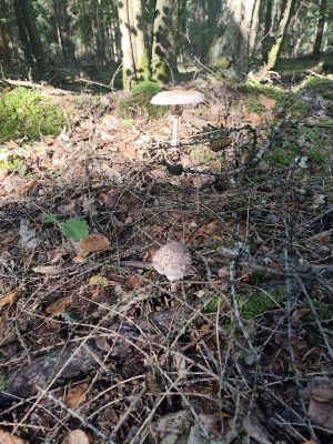Parasolen im Fichtenhochwald; Foto Unbekannt 30.8.26 Parasolen im Fichtenhochwald; Foto Unbekannt 30.8.26