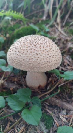 Perlpilz; Foto Martin 10.8.25