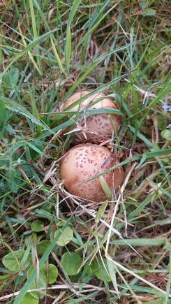 Perlpilze; Foto Martin 19.5.24