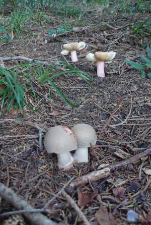 2 Perlpilze (vorn) und 2 rotstielige Täublinge (hinten) beäugen sich; Foto Martin 10.8.25