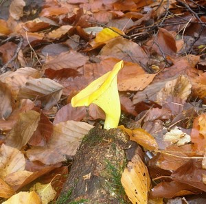 Begrüßungspfifferling am Waldrand; Foto Michael 12.11.23