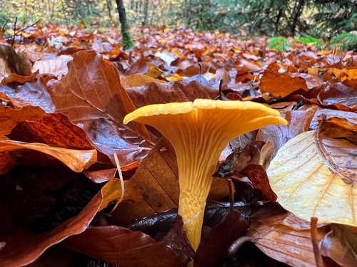 Pfifferling im Herbstlaub; Foto Heiko 2.11.23