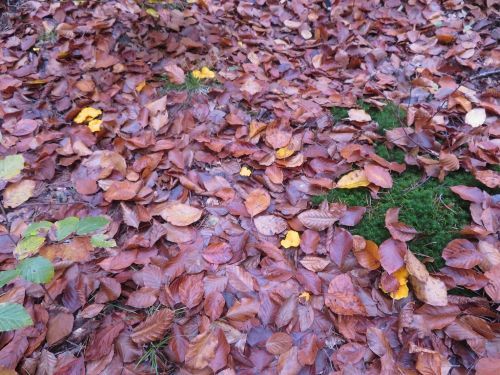 Pfifferlinge im Laubwald; Foto Michael 7.11.25