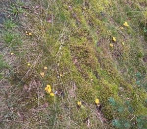 Pfifferlinge zerstreut im Gras; Foto Chrischi 28.7.25
