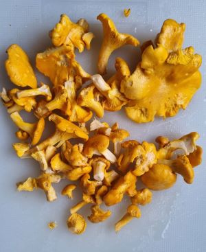 Pfifferlinge; groß und klein; Foto Jörn 23.6.24