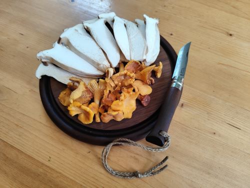 Kräuterseitlinge und Pfifferlinge; Foto Michael 10.9.25