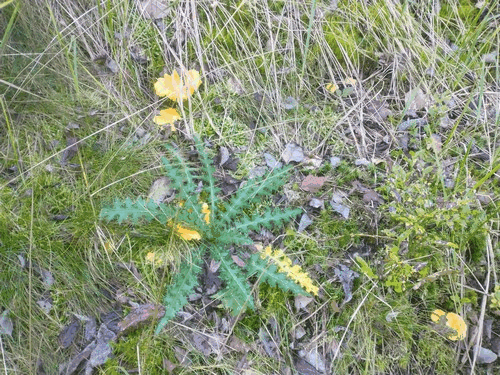 Pfifferling unter einer Kratzdistel; Foto Michael 6.9.23