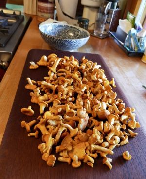Geputzte Pfifferlinge in der Küche; Foto Claudia 4.7.24
