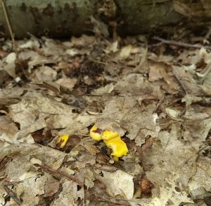 Pfifferlinge im Laub; Foto Claudia 4.7.24