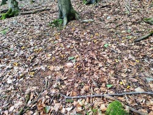 Viele Pfifferlinge leuchten im Laub; Foto Michael 12.6.24