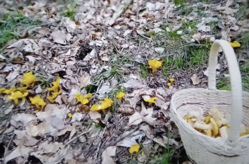 Viele Pfifferlinge und Pilzkorb; Foto Thomas 6.6.24
