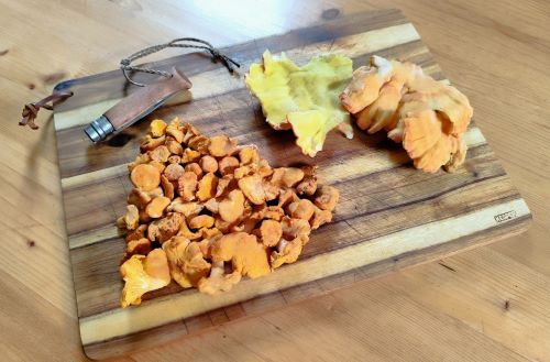 Pfifferlinge (links) und Schwefelporling (rechts); Foto Michael 23.7.25