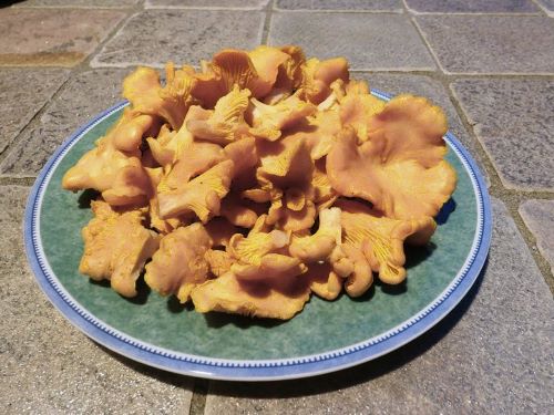 500 Gramm Pfifferlinge vom See; Foto Christine 21.6.25