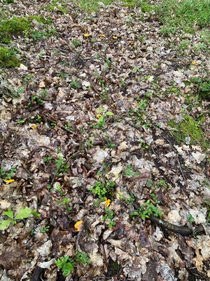 Pfifferlingsstelle; Foto Volkmar 2.6.24 Pfifferlingsstelle; Foto Volkmar 2.6.24