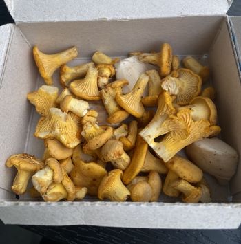 Erste Pfifferlinge 2025 für Volkmar; Foto Volkmar 9.6.25