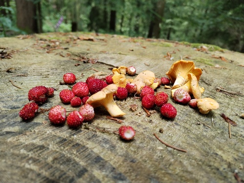 Pfifferlinge Walderdbeeren Simon 29.6.23